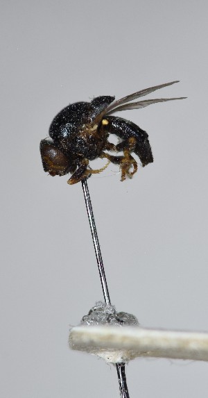  (Homalura dumonti - BGE_000158_C06)  @11 [ ] Copyright (c) (2024) HNHM Hungarian National Museum Public Collection Centre - Hungarian Natural History Museum