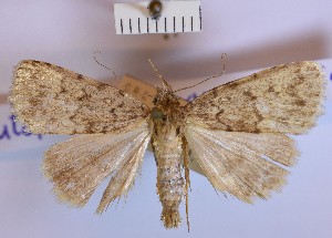  (Autophila anaphanes - BGE_00146_E09)  @11 [ ] CreativeCommons  Attribution Non-Commercial (by-nc) (2024) Unspecified Hungarian Natural History Museum