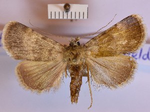  (Autophila libanotica - BGE_00146_F07)  @11 [ ] CreativeCommons  Attribution Non-Commercial (by-nc) (2024) Unspecified Hungarian Natural History Museum