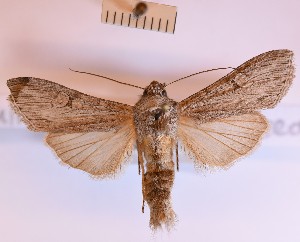  (Cucullia cineracea - BGE_00148_F11)  @11 [ ] CreativeCommons  Attribution Non-Commercial (by-nc) (2024) Unspecified Hungarian Natural History Museum
