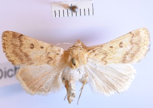  (Dichagyris lutescens - BGE_00149_A04)  @11 [ ] CreativeCommons  Attribution Non-Commercial (by-nc) (2024) Unspecified Hungarian Natural History Museum