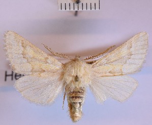  (Heptapotamia - BGE_00150_A03)  @11 [ ] CreativeCommons  Attribution Non-Commercial (by-nc) (2024) Unspecified Hungarian Natural History Museum