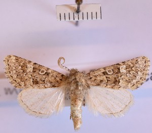  (Leucochlaena muscosa - BGE_00150_A10)  @11 [ ] CreativeCommons  Attribution Non-Commercial (by-nc) (2024) Unspecified Hungarian Natural History Museum