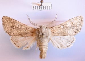  (Polymixis rosinae - BGE_00150_G01)  @11 [ ] CreativeCommons  Attribution Non-Commercial (by-nc) (2024) Unspecified Hungarian Natural History Museum