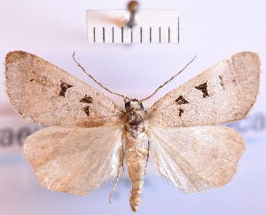  (Praestilbia armeniaca - BGE_00150_G04)  @11 [ ] CreativeCommons  Attribution Non-Commercial (by-nc) (2024) Unspecified Hungarian Natural History Museum