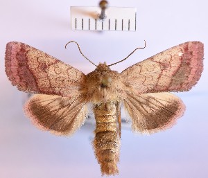  (Pyrrhia purpura - BGE_00150_H02)  @11 [ ] CreativeCommons  Attribution Non-Commercial (by-nc) (2024) Unspecified Hungarian Natural History Museum