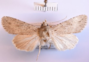  (Rhiza stenoptera - BGE_00150_H10)  @11 [ ] CreativeCommons  Attribution Non-Commercial (by-nc) (2024) Unspecified Hungarian Natural History Museum