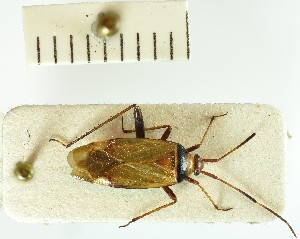  (Adelphocoris vandalicus - BGE_00151_H09)  @11 [ ] CreativeCommons  Attribution Non-Commercial (by-nc) (2024) Unspecified Hungarian Natural History Museum