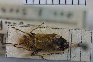  (Adelphocoris detritus - BGE_00154_G12)  @11 [ ] Copyright (c) (2025) HNHM Hungarian National Museum Public Collection Centre - Hungarian Natural History Museum