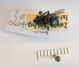  (Bellardia obsoleta - BGE_00155_C02)  @11 [ ] Copyright (c) (2024) HNHM Hungarian National Museum Public Collection Centre - Hungarian Natural History Museum