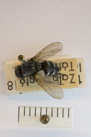  (Lecanipa leucomelas - BGE_00155_G11)  @11 [ ] Copyright (c) (2024) HNHM Hungarian National Museum Public Collection Centre - Hungarian Natural History Museum