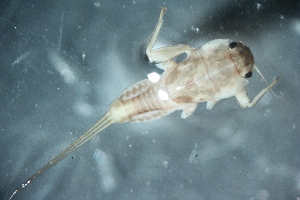  (Cincticostella sp. A SWRC - 16-SWRC-0137)  @11 [ ] CreativeCommons - Attribution (2010) Stroud Water Research Center (SWRC) Stroud Water Research Center (SWRC)