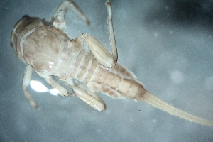  (Cincticostella sp. B SWRC - 16-SWRC-0146)  @11 [ ] CreativeCommons - Attribution (2010) Stroud Water Research Center (SWRC) Stroud Water Research Center (SWRC)