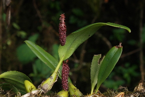  (Bulbophyllum cylindraceum - L.4331611)  @11 [ ] CreativeCommons - Attribution Share-Alike (2018) Unspecified National Biodiversity Centre, Bhutan