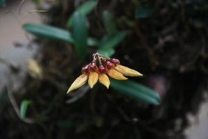  (Bulbophyllum retusiusculum - L.4331616)  @11 [ ] CreativeCommons - Attribution Share-Alike (2018) Unspecified National Biodiversity Centre, Bhutan