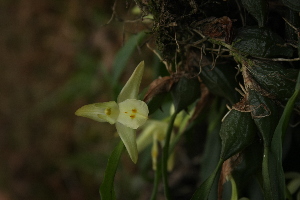  (Panisea tricallosa - L.4331608)  @11 [ ] CreativeCommons - Attribution Share-Alike (2018) Unspecified National Biodiversity Center, Bhutan