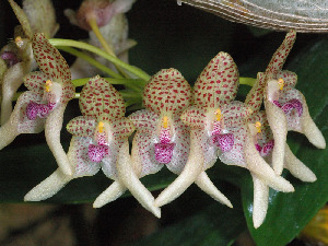  (Bulbophyllum guttulatum - L.4331614)  @11 [ ] CreativeCommons - Attribution Share-Alike (2018) Unspecified Naturalis Biodiversity Centre