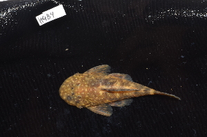  ( - CHON484)  @11 [ ] by-nc-sa (2025) Nicolas Hubert IRD