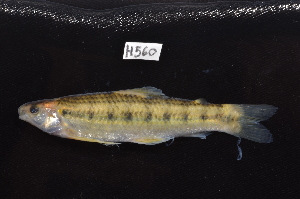  (Characidium purpuratum - CHON560)  @11 [ ] by-nc-sa (2025) Nicolas Hubert IRD