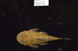  ( - CHON635)  @11 [ ] by-nc-sa (2025) Nicolas Hubert IRD