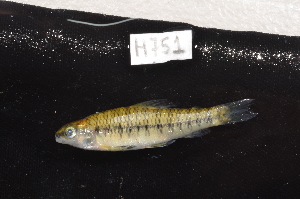  ( - CHON751)  @11 [ ] by-nc-sa (2025) Nicolas Hubert IRD