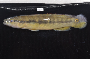  (Crenicichla reticulata - CHON815)  @11 [ ] by-nc-sa (2025) Nicolas Hubert IRD