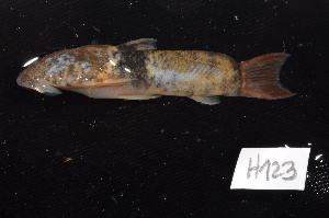  ( - CHON123)  @11 [ ] by-nc-sa (2025) Nicolas Hubert IRD