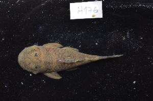  (Chaetostoma daidalmatos - CHON176)  @11 [ ] by-nc-sa (2025) Nicolas Hubert IRD