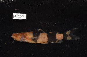  (Pseudopimelodus bufonius - CHON234)  @11 [ ] by-nc-sa (2025) Nicolas Hubert IRD