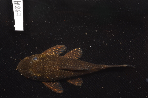  ( - CHON267)  @11 [ ] by-nc-sa (2025) Nicolas Hubert IRD