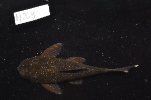  ( - CHON268)  @11 [ ] by-nc-sa (2025) Nicolas Hubert IRD