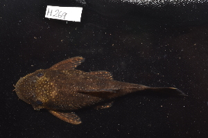  ( - CHON269)  @11 [ ] by-nc-sa (2025) Nicolas Hubert IRD