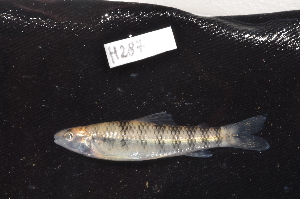  (Characidium etheostoma - CHON287)  @11 [ ] by-nc-sa (2025) Nicolas Hubert IRD