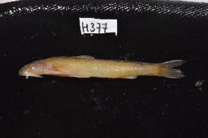  (Astroblepus longiceps - CHON377)  @11 [ ] by-nc-sa (2025) Nicolas Hubert IRD