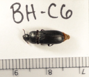  ( - BH-C6)  @12 [ ] Copyright (2017) Hans Kelstrup Beta Hatch, Inc.