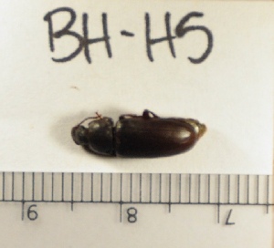  ( - BH-H5)  @12 [ ] Copyright (2017) Hans Kelstrup Beta Hatch, Inc.