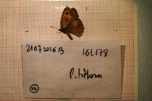  ( - RVcoll16L178)  @12 [ ] Department of Biology (2019) Dapporto, Leonardo University of Florence