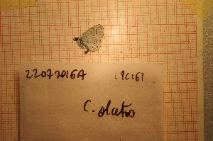  ( - RVcoll19C161)  @11 [ ] Department of Biology (2019) Dapporto, Leonardo University of Florence