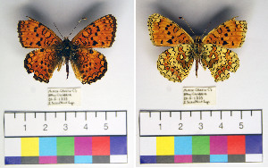  (Melitaea aetherie - RVcoll.14-I262)  @14 [ ] Laboratory of Zoology (2016) Luca P. Casacci University of Turin