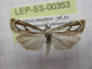  (Catoptria mytilella - LEP-SS-00353)  @14 [ ] No Rights Reserved (2016) Unspecified Unità di Ricerca per la Selvicoltura in Ambiente Mediterraneo