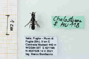  (Chelostoma mocsaryi - MU118)  @11 [ ] CreativeCommons - Attribution by Marco Bonifacino (2022) Unspecified Dipartimento di Biologia, Università degli Studi di Firenze