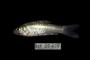  ( - BIF0408)  @13 [ ] CreativeCommons - Attribution Non-Commercial Share-Alike (2013) Nicolas HUBERT IRD