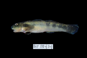  ( - BIF0434)  @11 [ ] CreativeCommons - Attribution Non-Commercial Share-Alike (2013) Nicolas HUBERT IRD