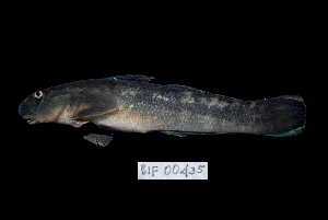  ( - BIF0435)  @11 [ ] CreativeCommons - Attribution Non-Commercial Share-Alike (2013) Nicolas HUBERT IRD