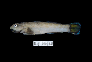  ( - BIF0438)  @11 [ ] CreativeCommons - Attribution Non-Commercial Share-Alike (2013) Nicolas HUBERT IRD