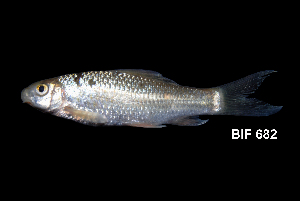  ( - BIF0682)  @11 [ ] CreativeCommons - Attribution Non-Commercial Share-Alike (2014) Nicolas HUBERT IRD