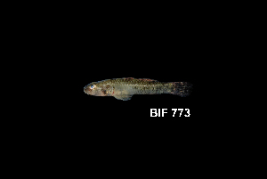  (Pseudogobius sp. 1 - BIF0773)  @11 [ ] CreativeCommons - Attribution Non-Commercial Share-Alike (2014) Nicolas HUBERT IRD