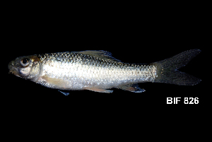  ( - BIF0826)  @11 [ ] CreativeCommons - Attribution Non-Commercial Share-Alike (2014) Nicolas HUBERT IRD