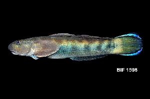  ( - BIF1598)  @11 [ ] CreativeCommons - Attribution Non-Commercial Share-Alike (2014) Nicolas HUBERT IRD