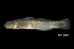  ( - BIF1682)  @11 [ ] CreativeCommons - Attribution Non-Commercial Share-Alike (2014) Nicolas HUBERT IRD